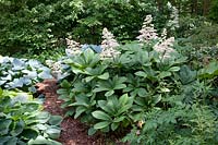 Show leaf, Rodgersia pinnata 