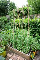 Peas on a bamboo trellis, Pisum sativum 