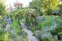 Perennial bed in June, Campanula lactiflora Prichard's Variety, Delphinium, Rosa Compassion 
