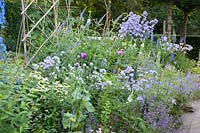 Perennial bed with Campanula lactiflora Prichard's Variety 