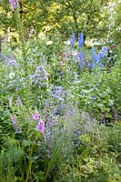 Perennial bed with Campanula lactiflora Prichard's Variety 