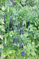 Portrait of nasturtium peas, Pisum sativum Blauwschokker 