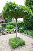 Oak as roof tree, Quercus palustris 