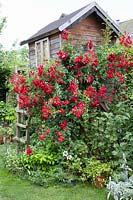 Climbing rose 