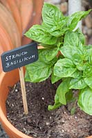 Basil in pot with plant shield, Ocimum basilicum 