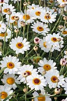 Argyranthemum frutescens Aramis White Eye 