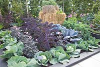 Bed with cabbage, Brassicca oleracea Redbor, Brassica oleracea Samarsh, Brassica oleracea Red Drumhead, Brassica oleracea Reflex, Brassica oleracea Cavolo nero 