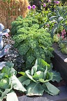 Bed with cabbage; Brassica oleracea Reflex; Brassica oleracea Samarsh,Brassica oleracea Redbor 