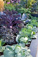Bed with cabbage, Brassicca oleracea Redbor, Brassica oleracea Samarsh, Brassica oleracea Red Drumhead, Brassica oleracea Reflex, Brassica oleracea Cavolo nero 