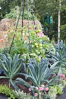 Palm cabbage and tomatoes, Brassica oleracea Cavolo nero, Solanum lycopersicum 