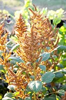 Quinoa, Chenopodium quinoa 