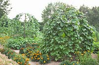 Beans on the trellis, Phaseolus vulgaris Blaue Hilde 