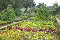 Vegetable garden with beetroot, Beta vulgaris, Phaseolus vulgaris Blaue Hilde 