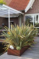 New Zealand flax in a planter made of Corten steel, Phormium tenax Variegata 