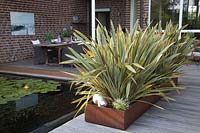 New Zealand flax in a planter made of Corten steel, Phormium tenax Variegata 