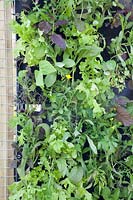 Salads in plant bags 