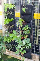 Strawberries and lettuce in plant bags, Fragaria, Lactuca sativa 
