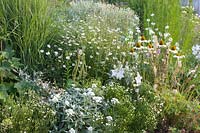 Bed with Echinacea purpurea Alba, Kalimeris incisa Alba, Anaphalis triplinervis, Chelone obliqua Alba, Platycodon grandiflorum Fuji White 