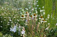 Bed with Echinacea purpurea Alba, Kalimeris incisa Alba, Chelone obliqua Alba, Platycodon grandiflorum Fuji White 