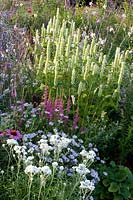 Bed with Agastache rugosa Alabaster, Kalimeris incisa Blue Star, Anaphalis marginata Neuschnee, Lythrum salicaria 