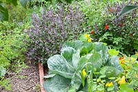 Bed with white cabbage and basil, Brassica oleracea, Ocimum basilicum African Blue 