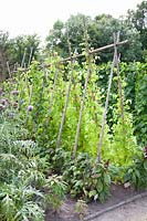 Portrait of runner beans, Phaseolus vulgaris Lady Di 