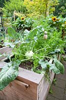 Raised beds with vegetables 