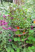 Willow trellis with nasturtium, Tropaeolum 