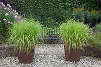 Chinese silver grass in pots, Miscanthus sinensis 