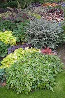 Ground cover in the shade, Athyrium niponicum Metallicum, Heuchera, Tiarella 