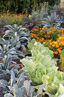 Tuscan palm cabbage, savoy cabbage and marigolds, Brassica oleracea Nero di Toscana, Brassica oleracea Bloemendaalse Gele, Tagetes patula 