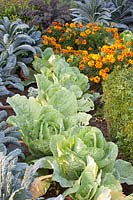 Tuscan palm cabbage, savoy cabbage and marigolds, Brassica oleracea Nero di Toscana, Brassica oleracea Bloemendaalse Gele, Tagetes patula 
