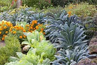 Tuscan palm cabbage, savoy cabbage and marigolds, Brassica oleracea Nero di Toscana, Brassica oleracea Bloemendaalse Gele, Tagetes patula 