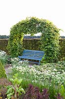 Cottage garden in late summer, Humulus lupulus, Allium tuberosum 