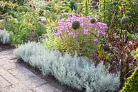 Cottage garden in late summer, Cleome Senorita Rosalita, Helichrysum italicum 