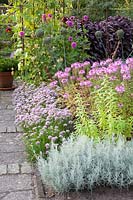 Cottage garden in late summer, Cleome Senorita Rosalita, Allium senescens, Helichrysum italicum 