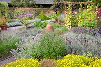 Cottage garden in late summer, marigolds, lavender, borage, pineapple sage, marigolds, lavandula, Borago officinalis, Salvia rutilans 