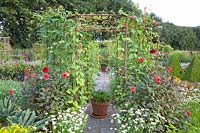 Cottage garden in late summer with runner beans on the trellis, Phaseolus vulgaris 