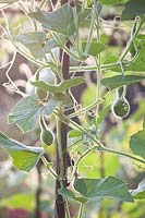 Young gourds on the trellis, Lagenaria siceraria 