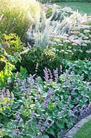 Perennial bed in late summer with Sedum Herbstfreude, Artemisia ludoviciana Silver Queen, Salvia verticillata Purple Rain 