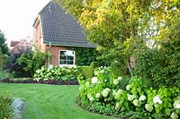 Hydrangeas, Hydrangea arborescens Annabelle 