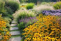 Prairie bed with sage, coneflower and fountain grass, Salvia nemorosa Lubeca, Rudbeckia fulgida Goldsturm, Pennisetum alopecuroides Hameln, Aster amellus 