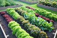 Bed with lettuce varieties, leaf lettuce, oak leaf lettuce, endive 