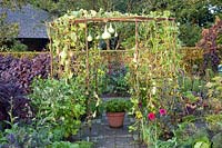 Trellis with gourds, Lagenaria siceraria 