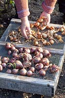 Laying out onions to dry, Allium cepa 