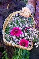 Dahlias and asters in a basket, Dahlia, Aster laevis Calliope 