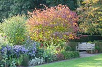 Seating area at a flowerbed with spindle tree and asters, Euonymus europaeus, Aster Marie Ballard 