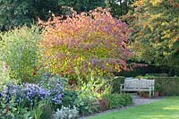 Seating area at a flowerbed with spindle tree and asters, Euonymus europaeus, Aster Marie Ballard 