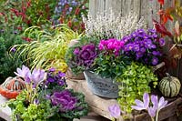 Pot garden in autumn, Erica gracilis, Lysimachia nummularia, Aster dumosus, Brassica oleracea, Cyclamen persicum, Colchicum The Giant 
