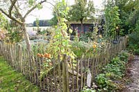 Vegetable garden in autumn 